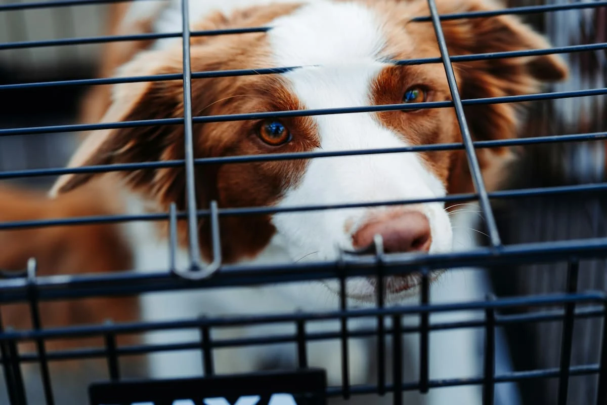prohiben la venta de perros en ny