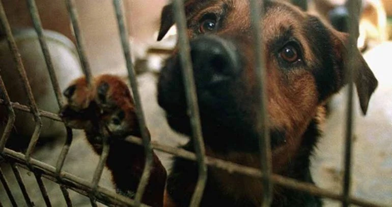 perros maltrato animal