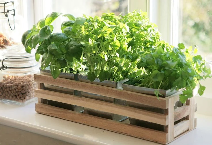 plantas cultivar en casa