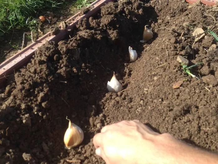verduras ajo
