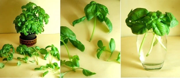 verduras albahaca