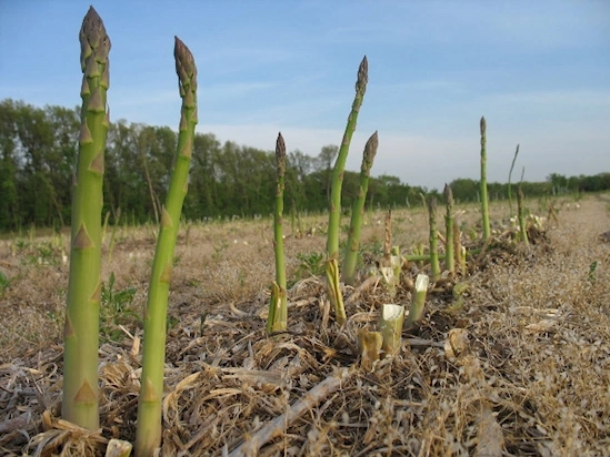 verduras esparragos