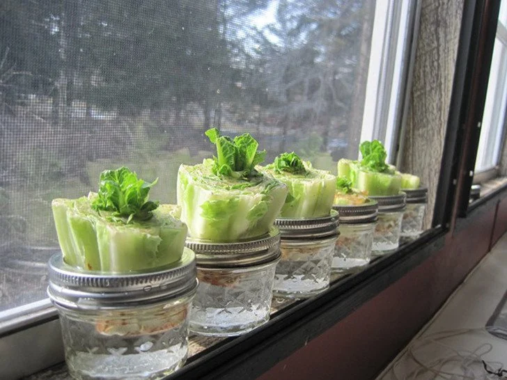 verduras lechuga