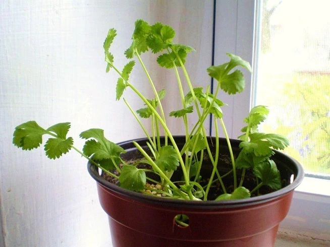 verduras perejil