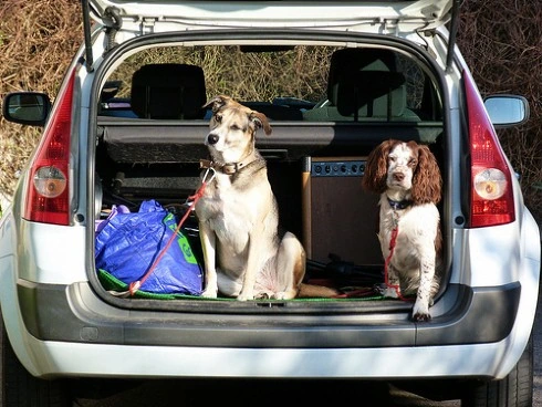 como viajar con mascotas