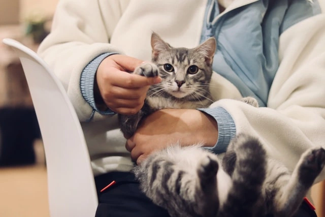 esterilizacion gata